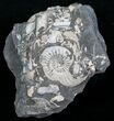 White Pleuroceras Ammonite - Germany #6171-1